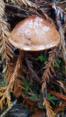 Tricholoma pessundatum