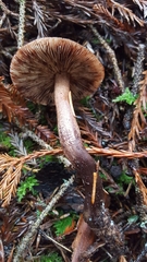 Tricholoma pessundatum