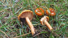Lactarius subviscidus