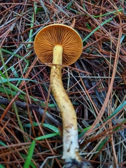 Cortinarius thiersii