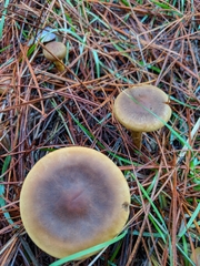 Cortinarius thiersii