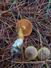 Cortinarius thiersii