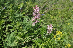 Dictamnus angustifolius