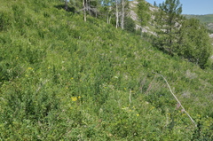 Dictamnus angustifolius