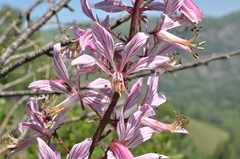 Dictamnus angustifolius