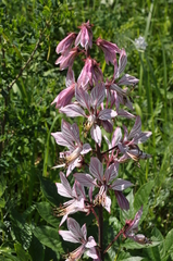 Dictamnus angustifolius