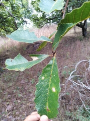 Quercus tuberculata