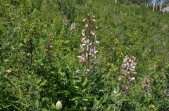 Dictamnus angustifolius