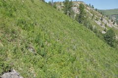 Dictamnus angustifolius