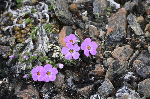 Image of Phlox richardsonii by (c) Syd Cannings, some rights reserved (CC BY)