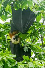 Pteropus aldabrensis