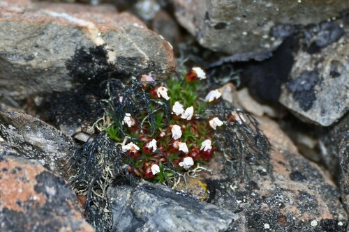Image of Androsace ochotensis by (c) Syd Cannings, some rights reserved (CC BY)