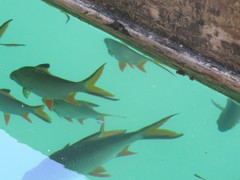 Barbonymus schwanefeldii