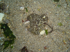 Calliactis parasitica