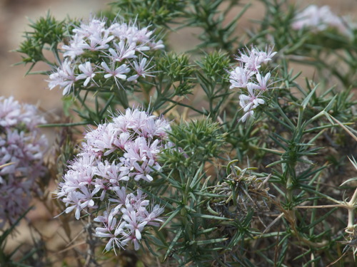 Acanthophyllum
