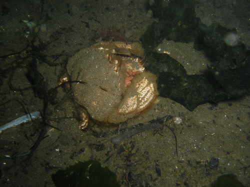 Horse Crab, photo 4 of 8