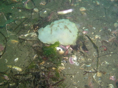 Phallusia mammillata