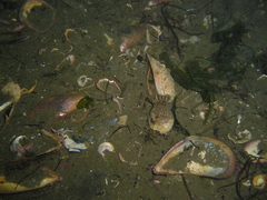 Calliactis parasitica