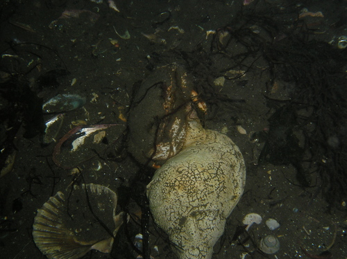 Horse Crab, photo 6 of 8