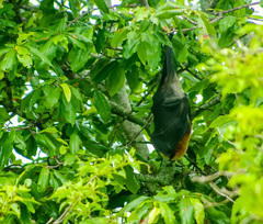 Pteropus aldabrensis