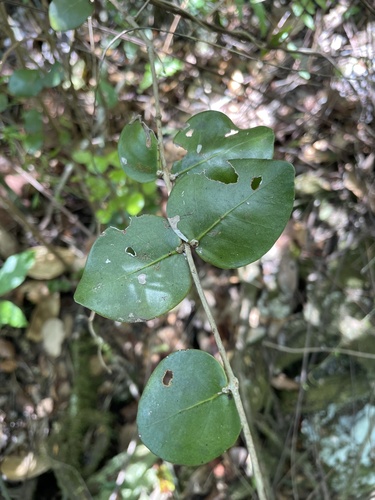 Psidium amplexicaule observed 2023-06-20