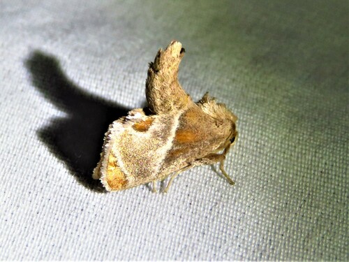 Shagreened Slug Moth photo 4