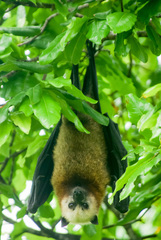 Pteropus aldabrensis