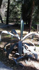 Agave mapisaga