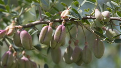 Halimodendron halodendron