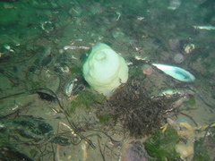 Phallusia mammillata