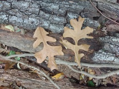Quercus × fernowii