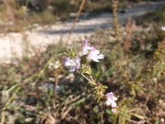 Satureja hortensis