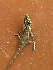 Anolis heterodermus