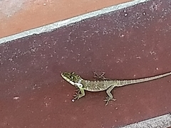 Anolis heterodermus