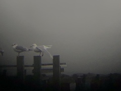 Larus glaucoides glaucoides