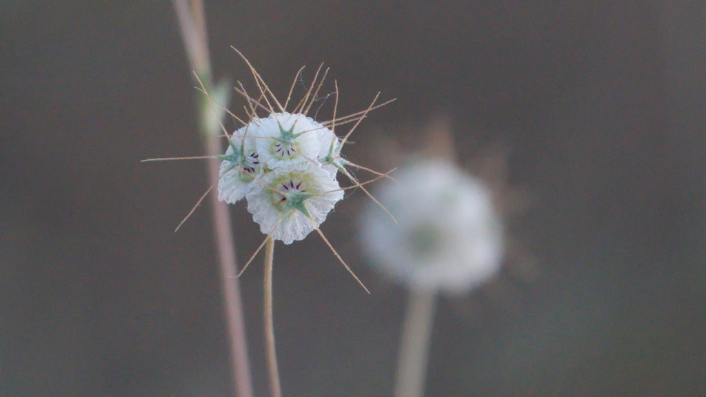 Scabiosa olivieri