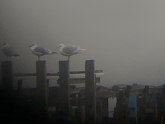 Larus glaucoides glaucoides