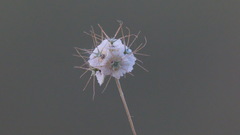 Scabiosa olivieri