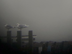 Larus glaucoides glaucoides