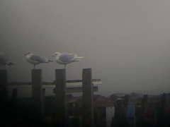Larus glaucoides glaucoides