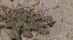 Erodium hoefftianum