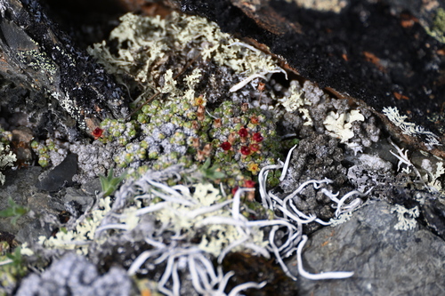 Image of Saxifraga eschscholtzii by (c) Syd Cannings, some rights reserved (CC BY)