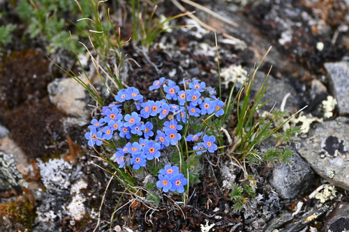 Image of Eritrichium aretioides by (c) Syd Cannings, some rights reserved (CC BY)