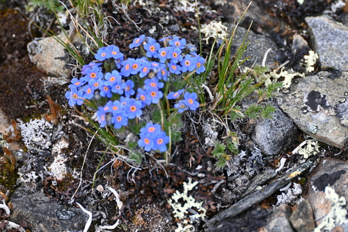 Image of Eritrichium aretioides by (c) Syd Cannings, some rights reserved (CC BY)