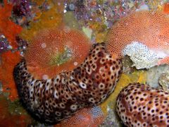 Holothuria sanctori