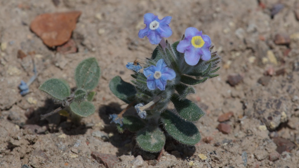 Arnebia obovata