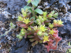 Sedum litoreum