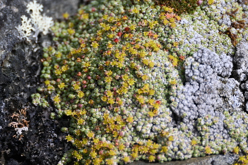 Image of Cushion Saxifrage (Saxifraga eschscholtzii) by (c) Syd Cannings, some rights reserved (CC BY)