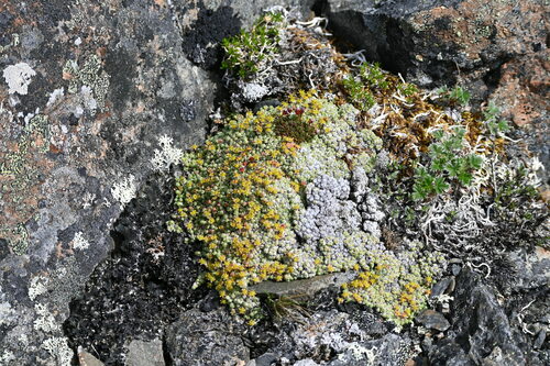 Image of Cushion Saxifrage (Saxifraga eschscholtzii) by (c) Syd Cannings, some rights reserved (CC BY)