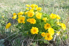 Adonis apennina
